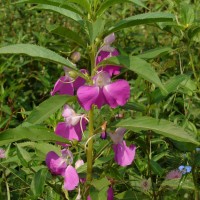 Impatiens balsamina L.